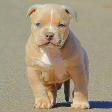 Photography Nature Amazing Life Explore Feelgoodphoto Instaphoto Photo Photos Pic Pics Cute Dogs And Puppies Cute Baby Animals Baby Dogs