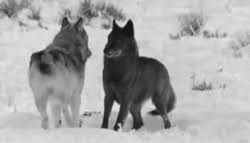 Explore animated wolf wallpaper on wallpapersafari | find more items about wolf howling wallpaper, free wolf screensavers and wallpaper, wolf desktop wallpaper free 1920x1080. Wolves Fighting Gif