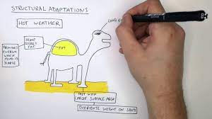 Winds blow sand all around, so a camel has long eyelashes. Polar Bear Camel Adaptations Gcse Biology 9 1 Kayscience Com Youtube