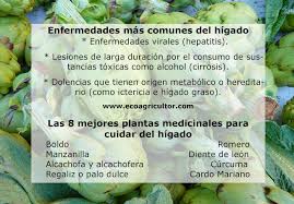 Vivienda venezuela, soy médico sistémico y sano las personas de diabetes, en 6 semanas, con. Las 8 Mejores Plantas Medicinales Para El Higado Ecoagricultor