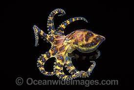 Blue Ringed Octopus Hapalochlaena Maculosa Stock Photo 24m1633 25 Octopus Sea Creatures Art Octopus Photography
