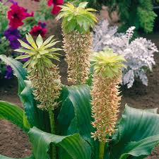 Image result for Eucomis