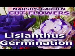 Image result for eustoma Balboa