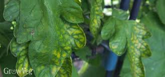 Magnesium (mg) deficiency is a detrimental plant disorder that occurs most often in strongly acidic, light, sandy soils, where magnesium can be easily leached away. Fix Yellow Leaves On Tomato Plants Using Epsom Salts
