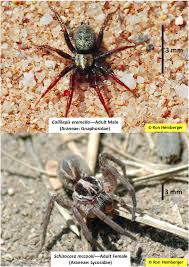 Image result for Aneilema spekei