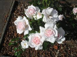 Naturally, first thing this morning it was photographed with the. Rose A Whiter Shade Of Pale In Full Bloom July 2014 Flickr