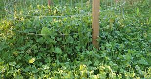 Even with careful maintenance, no clover plot can thrive forever. Nda S Guide To Clover Food Plots