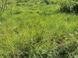 Image result for Hemarthria