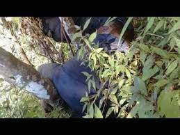 Pagespublic figurebloggertv movievideosfull vidio pemanggilan jasad thoriq,pendaki bukit piramid. Vidio Evakuasi Jasad Thoriq No Sensor Youtube
