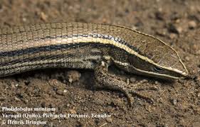 Image result for Sporobolus molleri