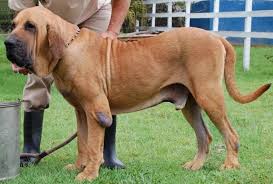 They were carefully bred to be. Fila Brasileiro Brazilian Mastiff Info Temperament Puppies Pictures
