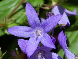 Campanula portenschlagiana 'compact deep blue' sku. How To Grow And Care For Dalmatian Bellflowers