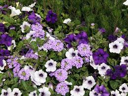 Landscaping With Petunias Petunia Planter Petunias Plants