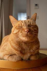 Cute cats and dogs i love cats cool cats orange tabby cats red cat pretty cats beautiful cats chats tabby oranges yellow cat. Littersolutionscat Spam Free Zone Fix Cat Litter 4 Good Orange Tabby Cats Orange Cats Tabby Cat