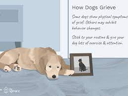 According to the definition of a dream book by vanga, many animals living in an apartment are a sign of imminent wealth. Dogs And Grief Over The Loss Of Another Pet