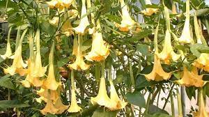 Gambar sketsa bunga terompet garlerisket. Efek Samping Tanaman Bunga Terompet Bisa Bikin Anda Masuk Rumah Sakit Tribun Kaltim