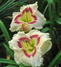 A Pirate Somejewels And A Meltdown Daylily Forum Gardenweb Day Lilies Beautiful Flowers Garden Beautiful Flowers