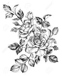 Explore here variety of outline images, pictures of the flower rose for free use. Hand Drawn Bunch With Rose Flower Buds And Leaves Isolated On Stock Photo Picture And Royalty Free Image Image 118980141