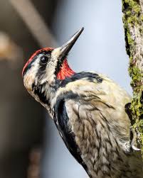 Part 2 from 9/11. It was a really active day at montrose