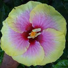 Pin On Exotic Flowers