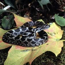 That can mean that in the deep of your heart you don't like changing situation or alteration. Snakes Of Ohio Identifying All 25 Species Slideshow Cleveland Com