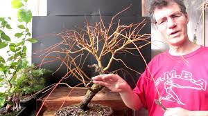 Willow can be used to make a living fence and structures in the garden (e.g., huts). Weeping Willow Bonsai Feb 2016 Youtube