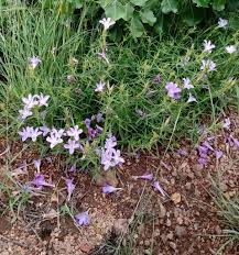Image result for Barleria lancifolia