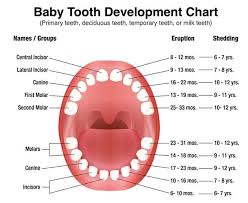 Primary Teeth Triangle Pediatric Dentistry