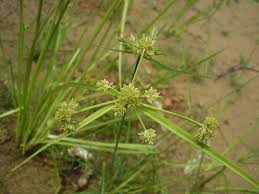 Image result for Cyperus difformis
