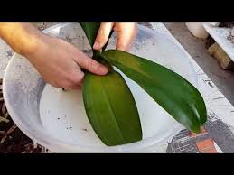 Orkide Toprak Degisimi Bakiminda Onemli Puf Noktalari Genel Orkide Bakimi Youtube Orchid Care Orchids Planting Roses