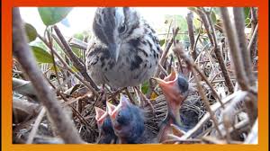 9 Days In The Nest Baby Birds Fom Egg To Fledgling A Compilation