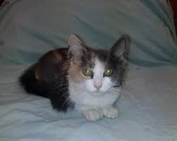 4 month old black calico kittens, utd w/ shots. Gorgeous Dilute Calico Kitten For Adoption For Sale In Houston Texas Classified Americanlisted Com