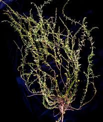 Image result for Xenostegia pinnata