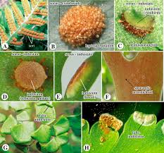 Image result for Pteris similis