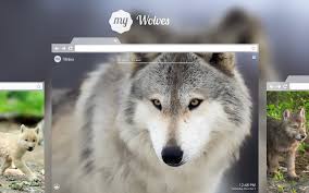 View and share our wolf wallpapers post and browse other hot wallpapers, backgrounds and images. My Wolves Great Wolf Hd Wallpapers