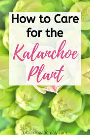 Pin On Kalanchoe Flowers