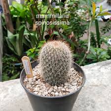 This in turn stimulates healthy hair growth by providing each hair follicle with the nutrients it needs to grow strong and healthy hair. Mammillaria Spinosissima Subsp Pilcayensis Bristle Brush Cactus In Gardentags Plant Encyclopedia