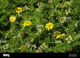 Image result for Dipsacus pinnatifidus