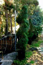 Maybe you grew up with vanhoutte spirea (s. Juniper Spiral In Exterior Plants Shrubs Live