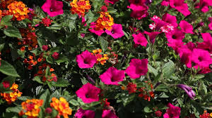 Planting texas flower gardens does require some planning. Bring On The Heat With Plants That Love Hot Weather Youtube