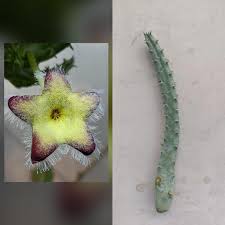 Image result for Tridentea marientalensis