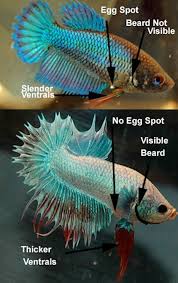 How To Tell If Your Betta Fish Is A Boy Or A Girl Breeding Betta Fish Betta Aquarium Betta Fish Tank