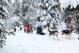 Voilà un large panel d'activités hivernales adaptées à tous les membres de la famille ! Bapteme De Chien De Traineau 4 Pers Pres D Annecy En Savoie