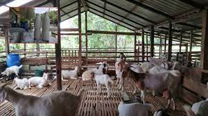 Kandang kambing yang sehat adalah kandang kambing yang mempunyai desain yang baik untuk pembuangan kotoran dan tempat untuk menaruh makanan kambing itu sendiri. Penternak Kambing Peroleh Rm9 000 Sebulan