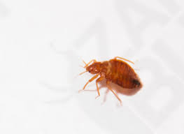Top 10 Myths About Bedbugs | Scientific American