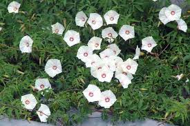 Image result for Merremia