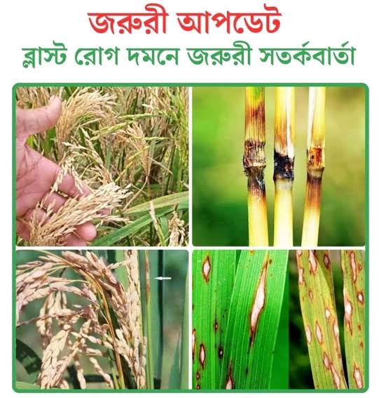 Rice Blast Disease
