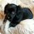 Dachshund Schnauzer Cocker Spaniels