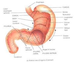 Boala de reflux gastroesofagian este, fără îndoială, cea mai frecventă boală întâlnită de gastroenterolog. Reflux Gastro Esofagian In Jurul Nostru Blog
