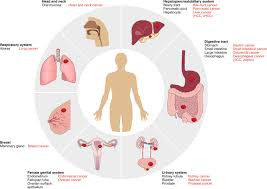 The branch of medicine that deals with the laboratory examination of samples of body tissue. Somatic Cell Derived Organoids As Prototypes Of Human Epithelial Tissues And Diseases Nature Materials